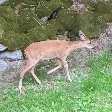 Hissala, Vue Et Sauna Horská chata Gérardmer
