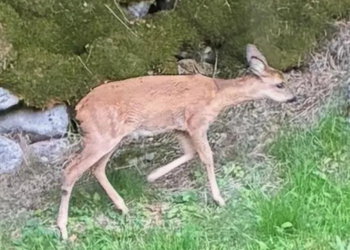 Hissala, Vue Et Sauna Chalet Gérardmer
